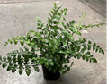 4" Fern Austral Gem 